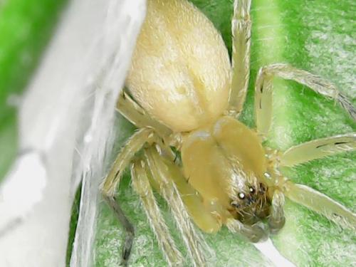 Réf. 267 994 : Cheiracanthium sp.